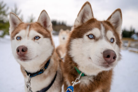 Two Siberian Huskies in the snow