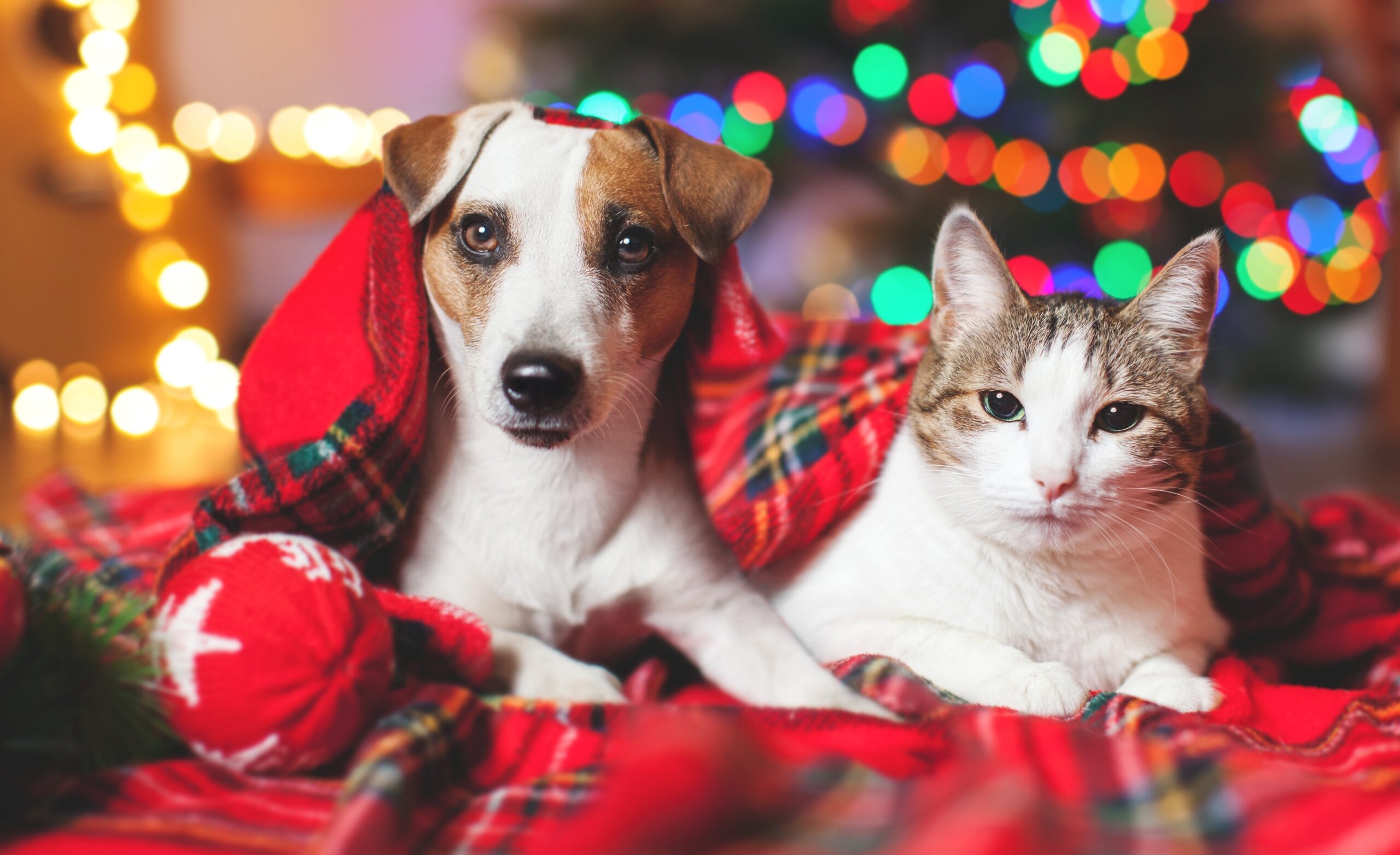 Dog and cat together on christmas blanket