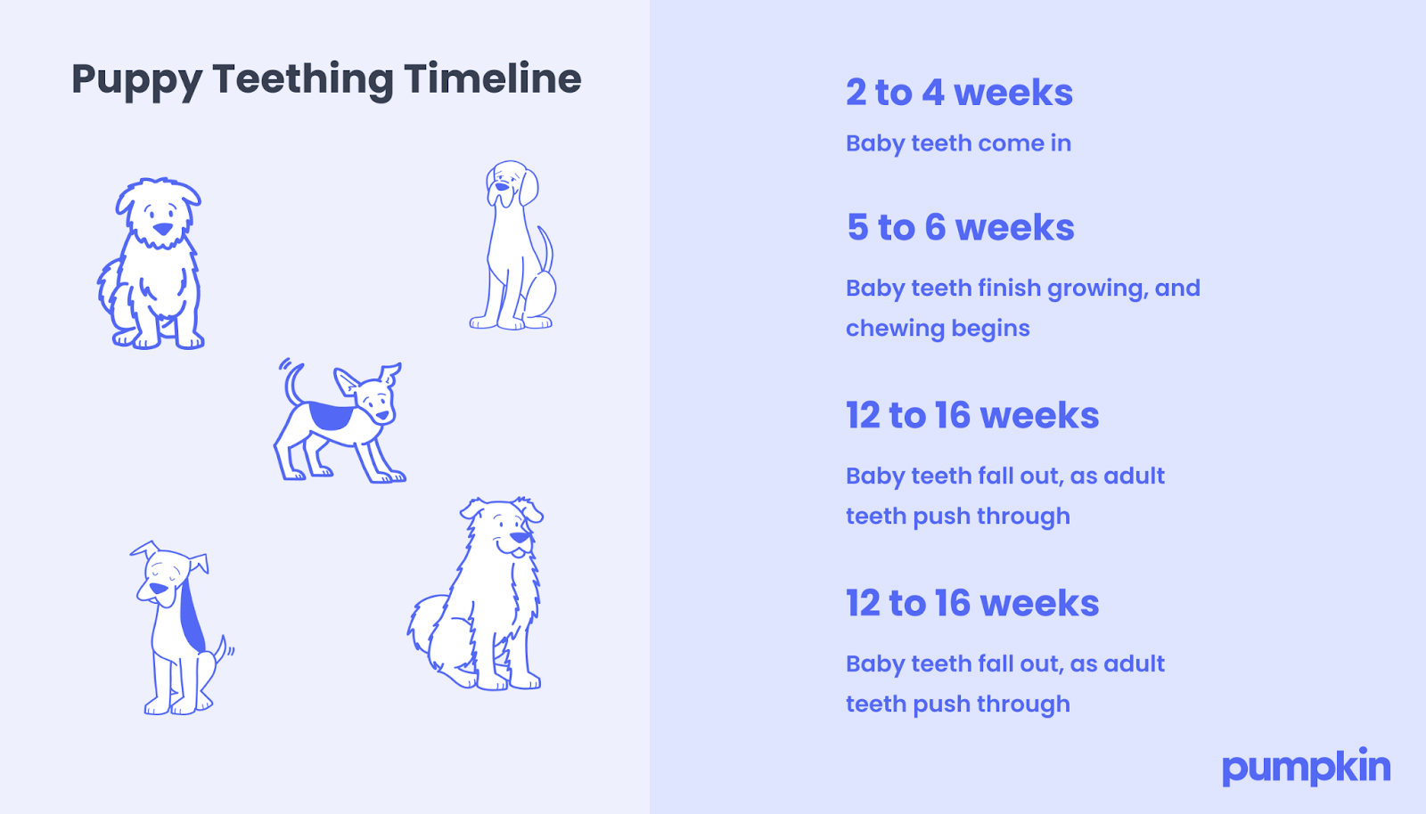 infographic showing the puppy teething timeline from 2 to 16 weeks old