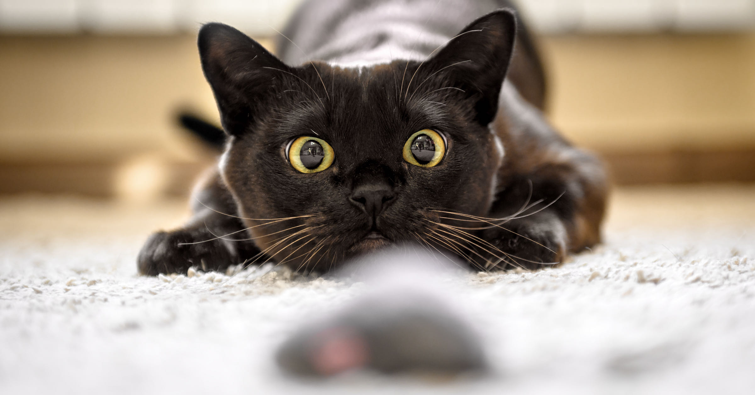 black cat with yellow eyes staring intensely and ready to pounce on out of focus mouse toy