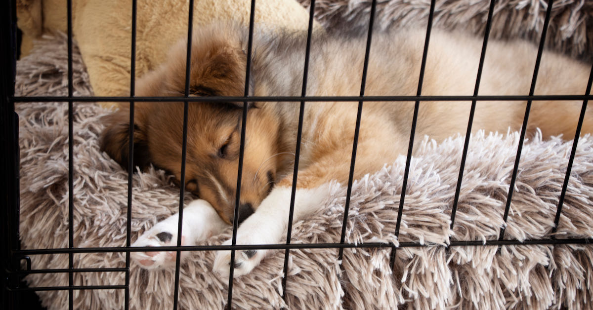 a puppy sleeping in its crate with a fuzzy blanket