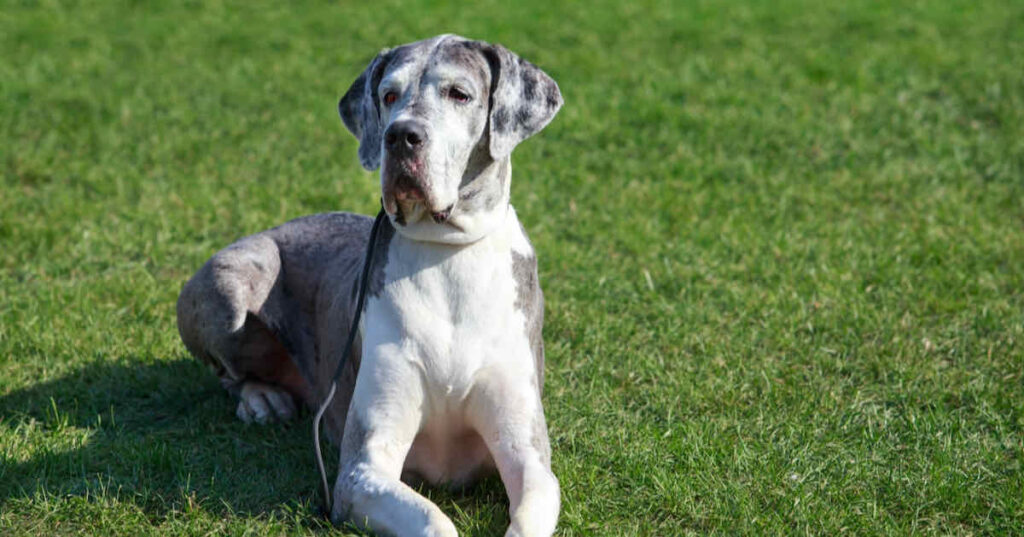 Great Dane sleeping on wooden floor