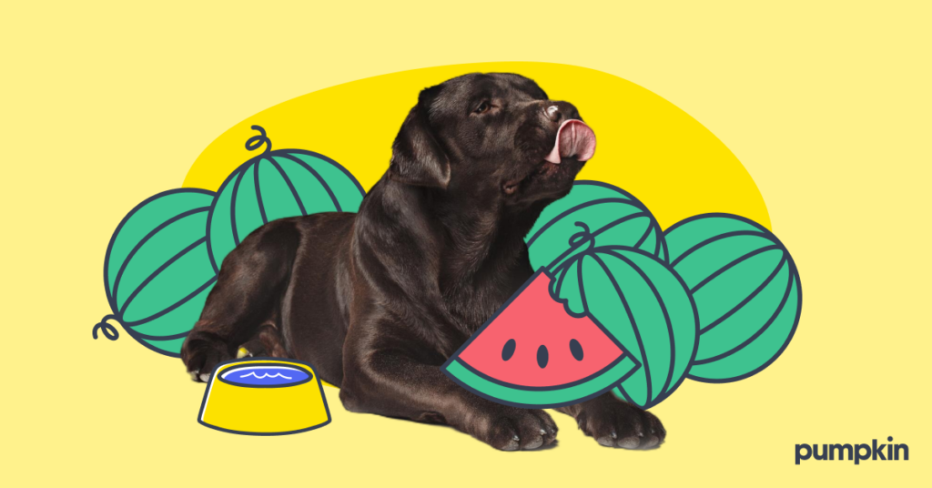 Dog licking his lips eating watermelon.