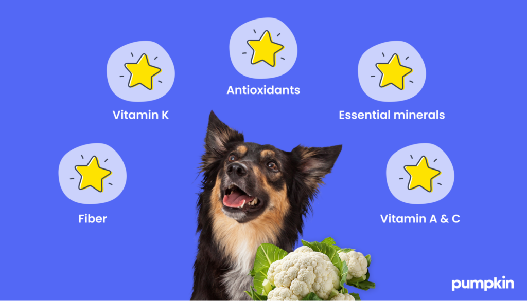 A dog looking up at the health benefits of cauliflower.