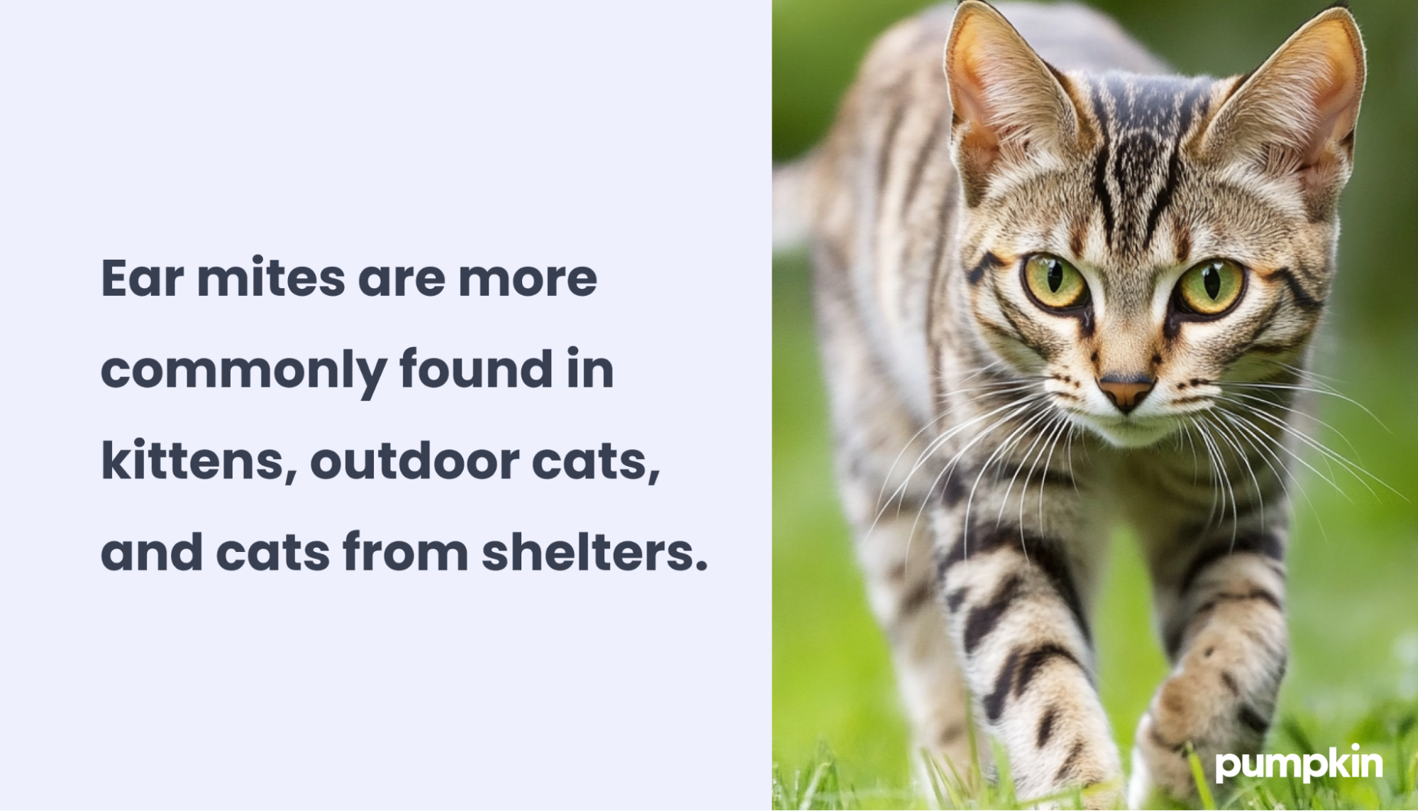 infographic showing Cat stalking through grass and the text 'Ear mites are more commonly found in kittens, outdoor cats, and cats from shelters.'