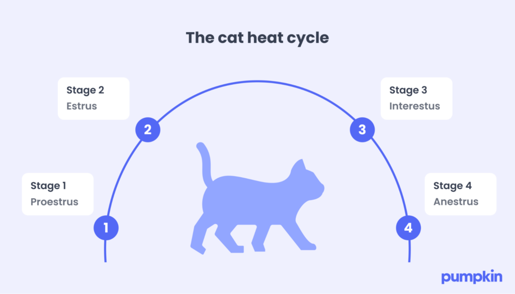 The cat heat cycle