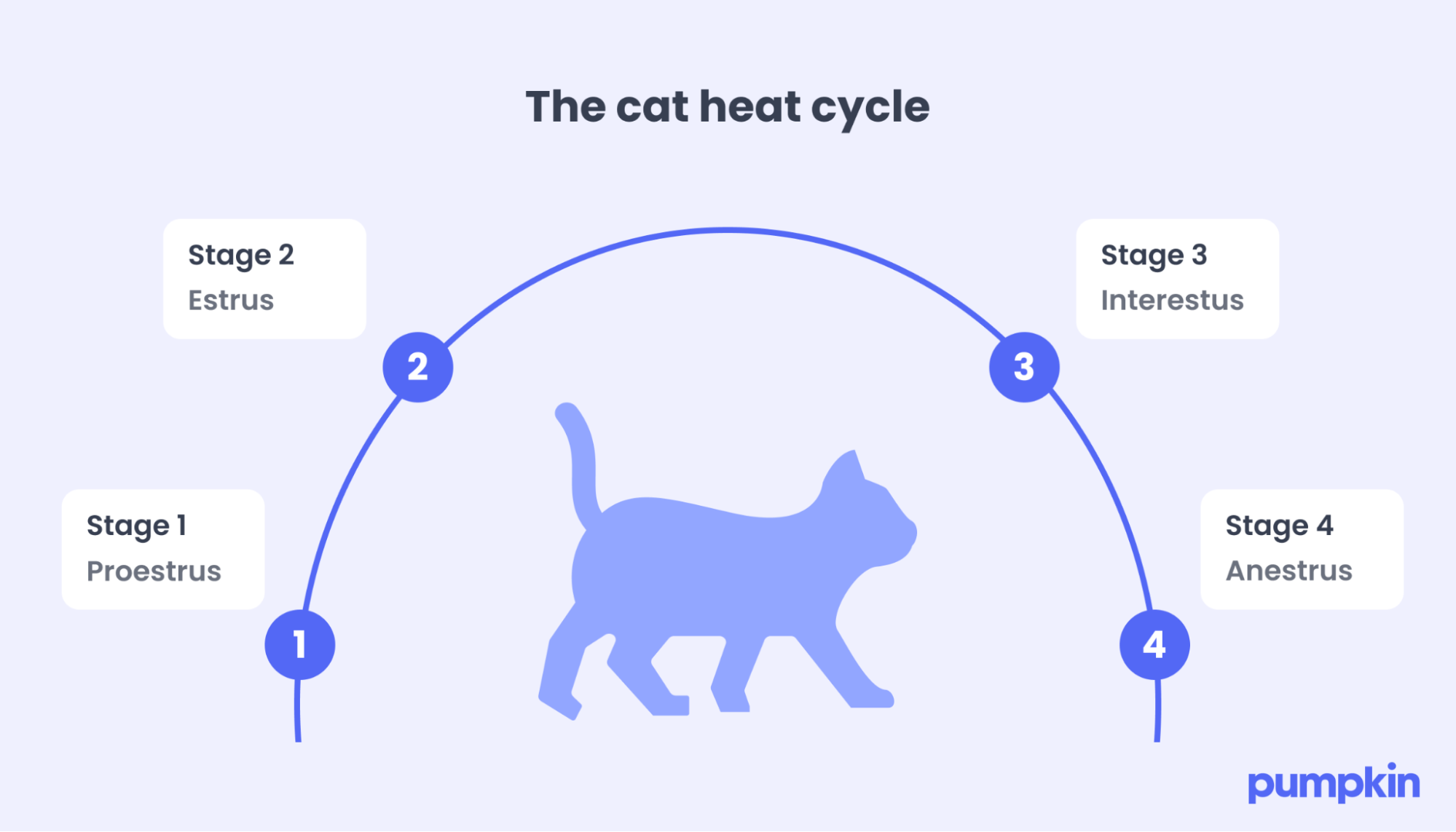 infographic showing the four stages of the cat heat cycle