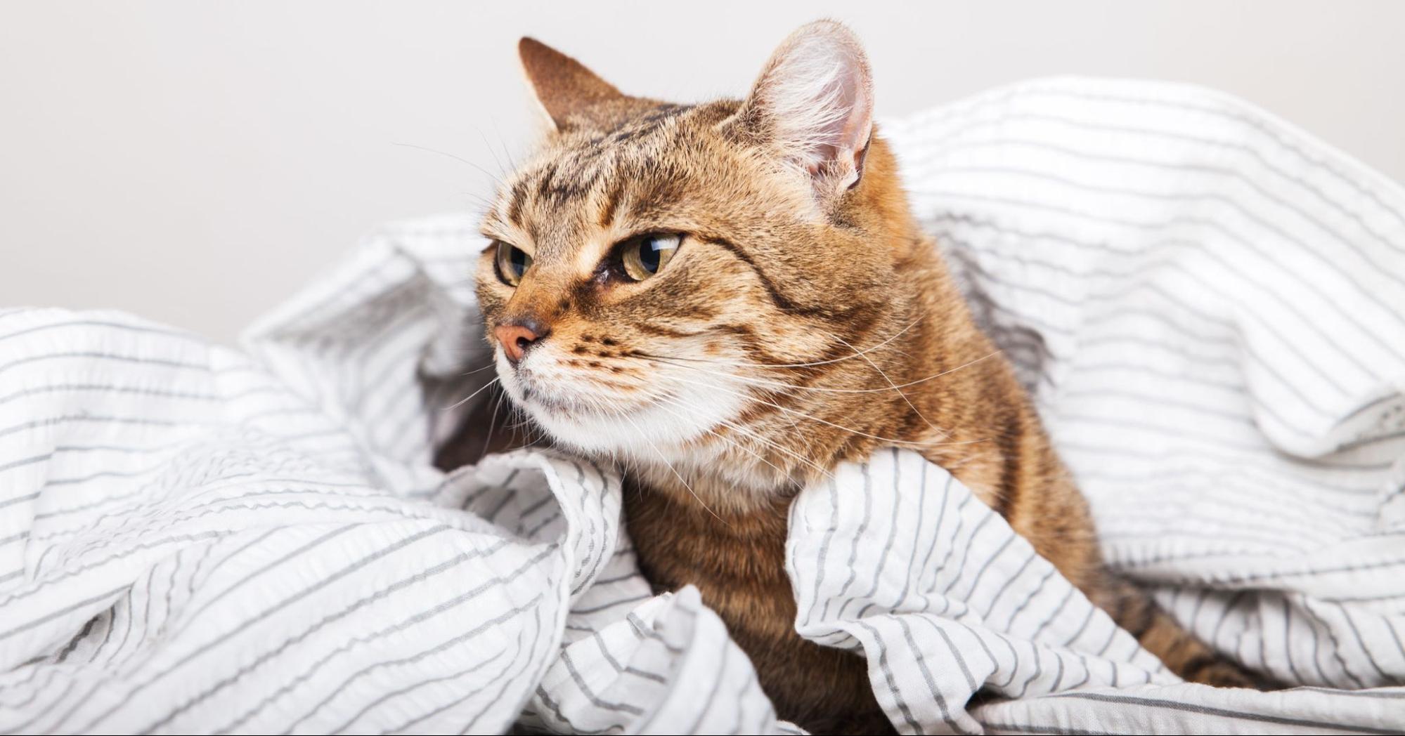 Cat curled up in a blanket