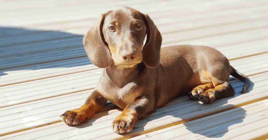 Dachshund laying on a wooden patio