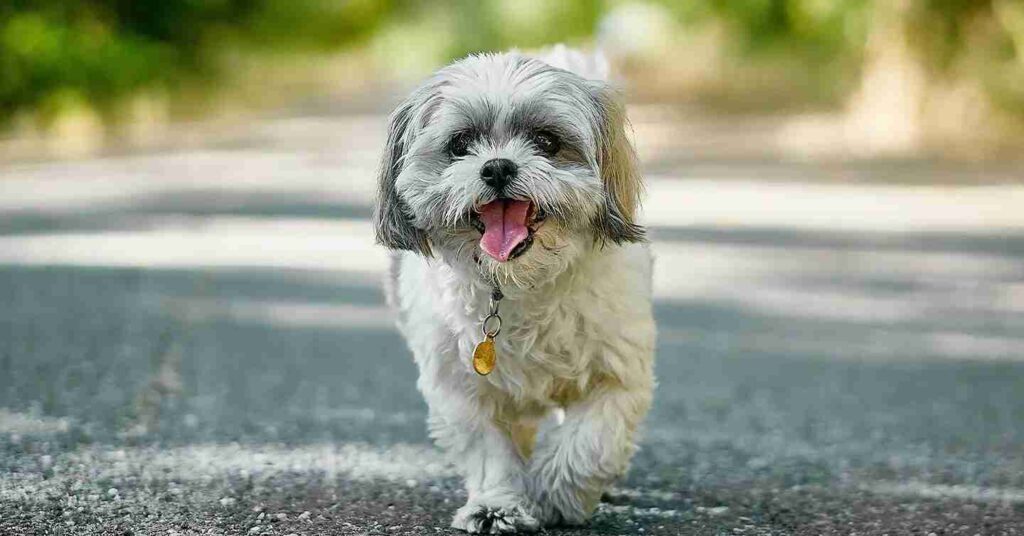 Shih Tzu walking on the pavement