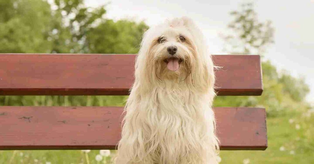 Havanese sitting on a park bench