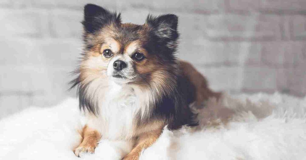 Long hair Chihuahua laying on fur