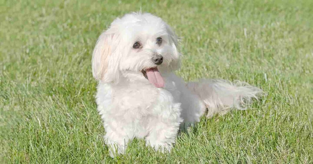 Maltese sitting on the grass with tongue out