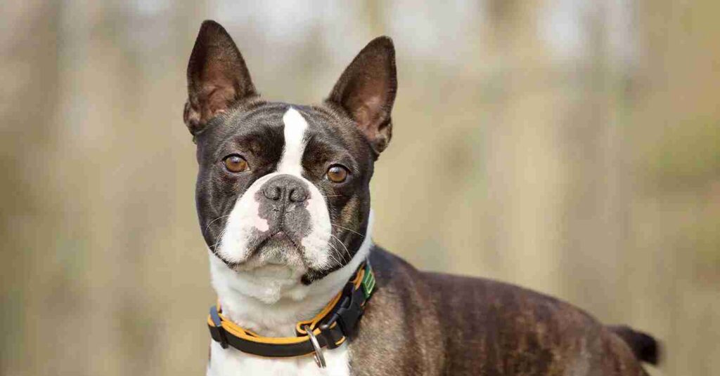 Boston Terrier staring into the camera