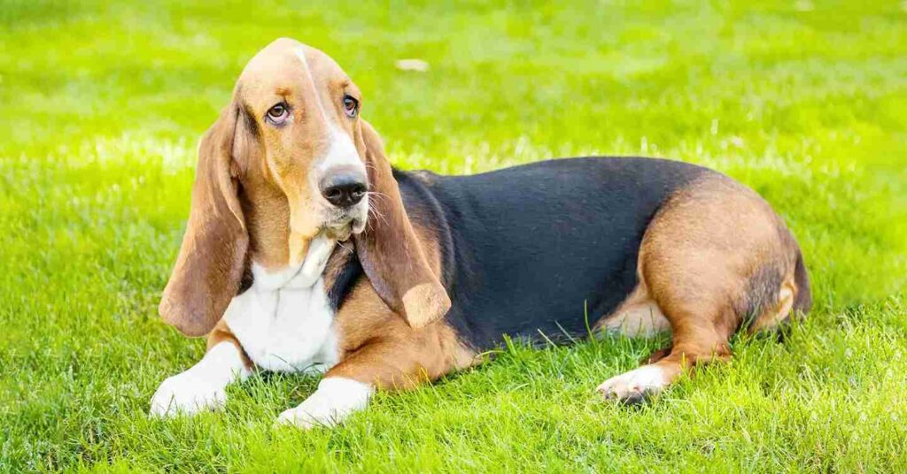 Basset Hound on the grass