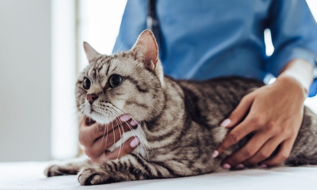 Tabby cat being gently held by a person during a veterinary check-up.