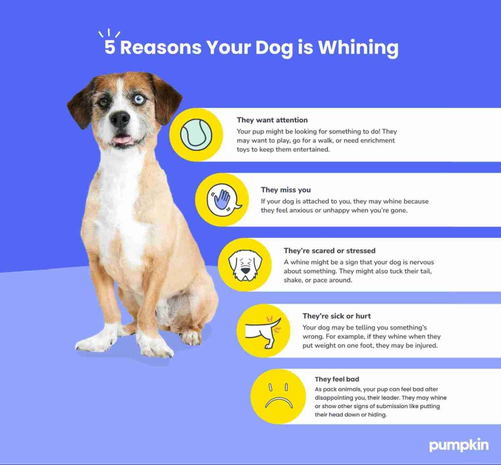 Infographic of the reasons why dogs whine