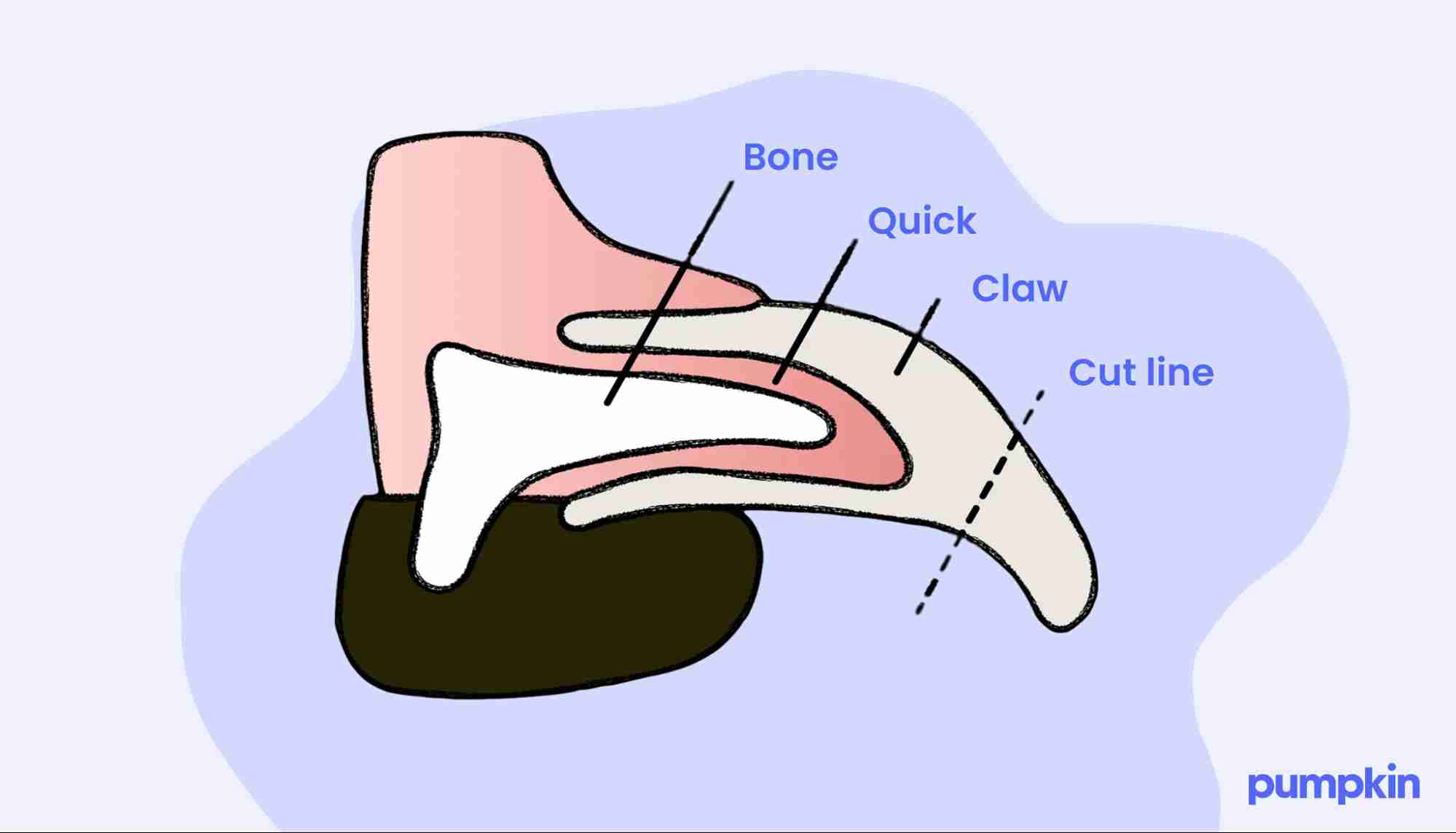 Dog nail showing the claw and the quick