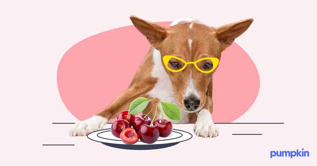 Dog looking at a plate of cherries.