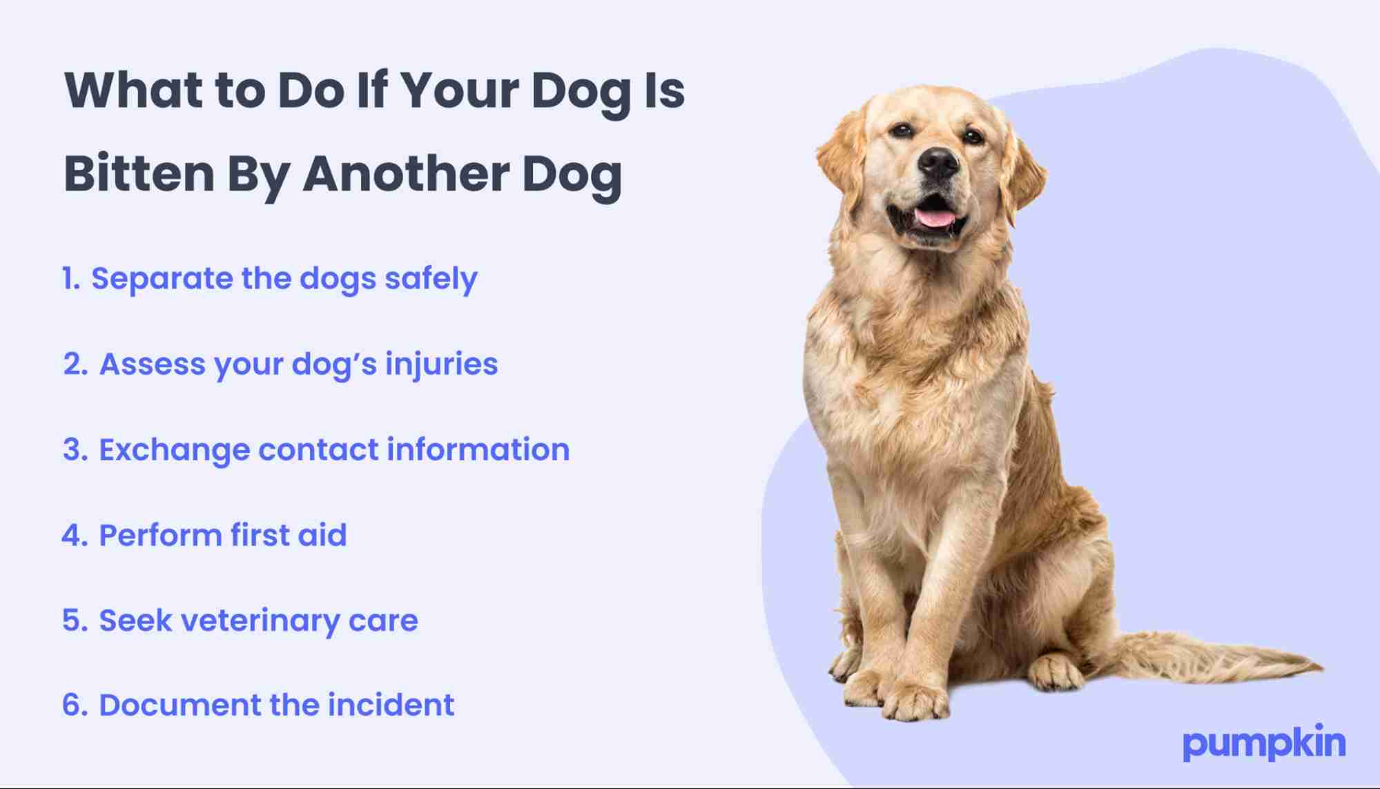 The steps to take if another dog bites your dog.