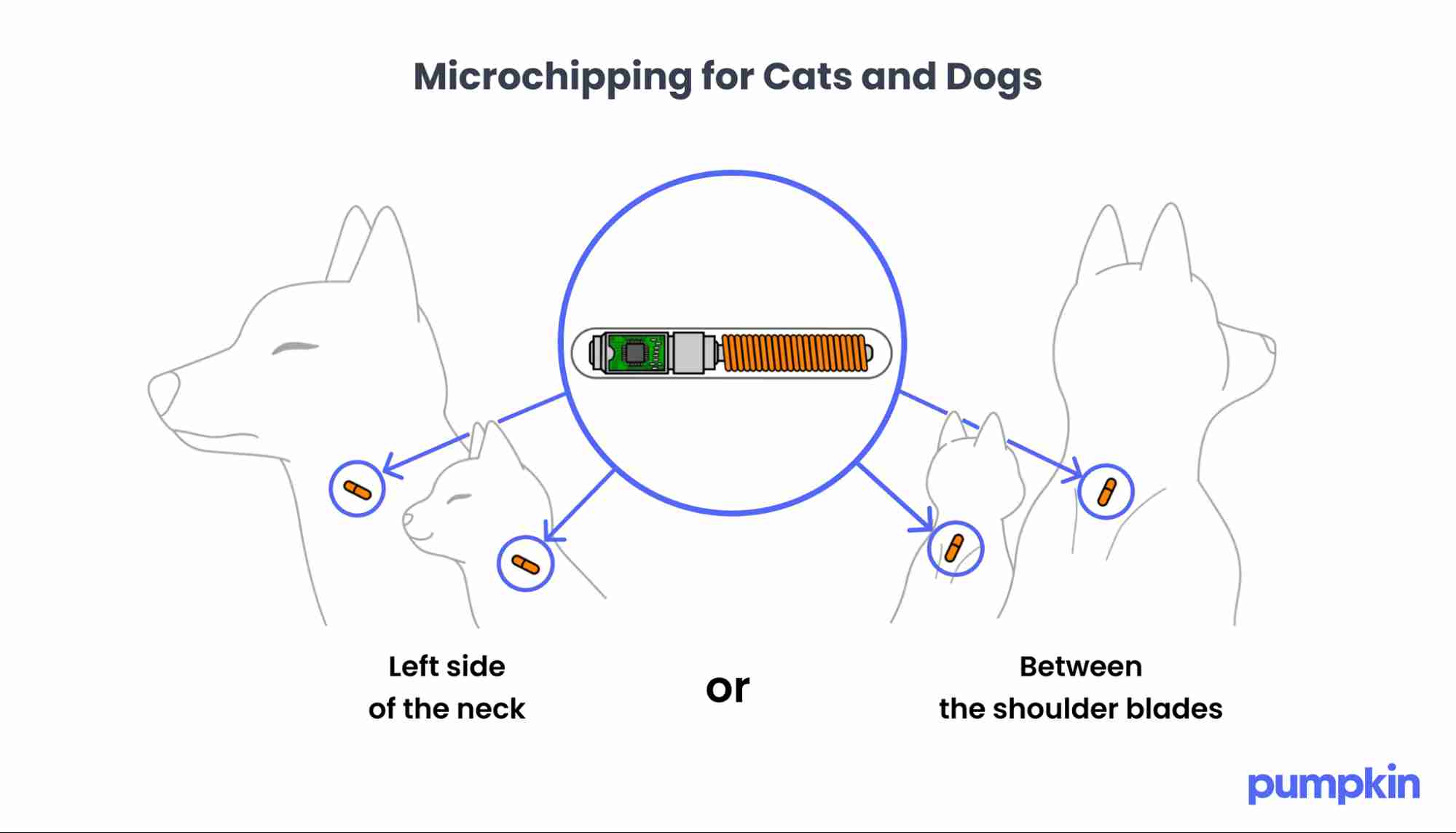 infographic titled 'Microchipping for cats and dogs' with illustration of microchip insertion points on the neck and between shoulder blades