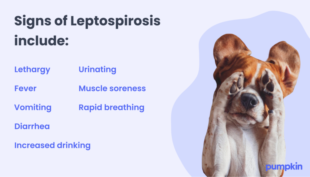 Signs of Leptospirosis in dogs