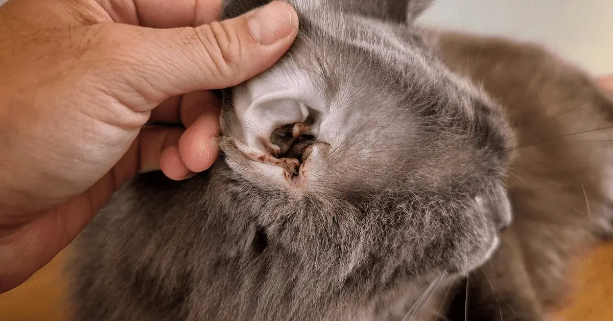 Hand pulling back a cat’s ear to expose the inner ear infested with ear mites