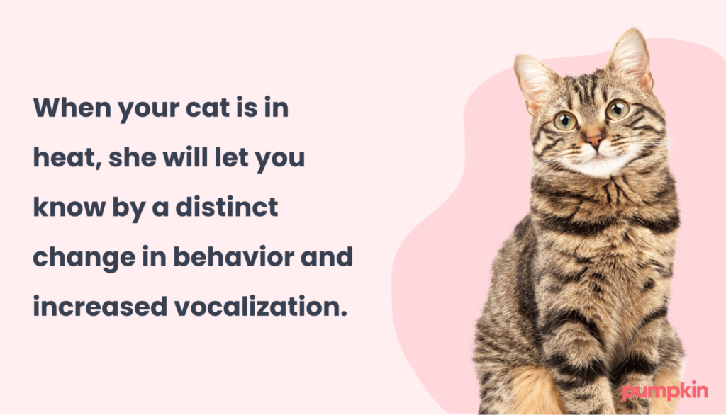 Cats in heat behavior