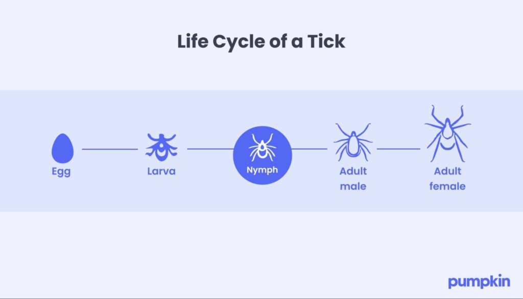 Life Cycle of a tick