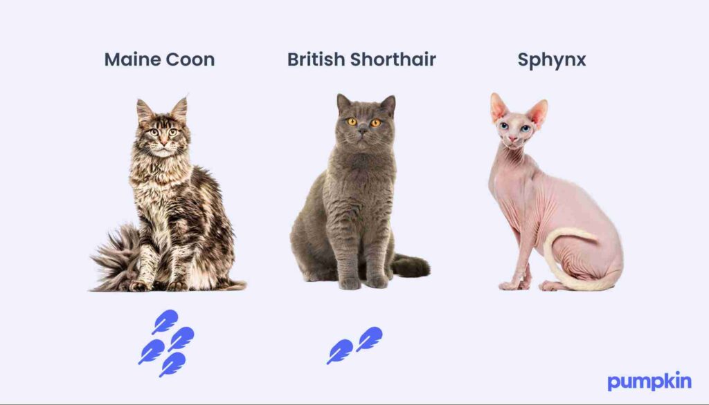 infographic showing Maine Coon, British Shorthair, and Sphynx cat breeds and their level of shedding