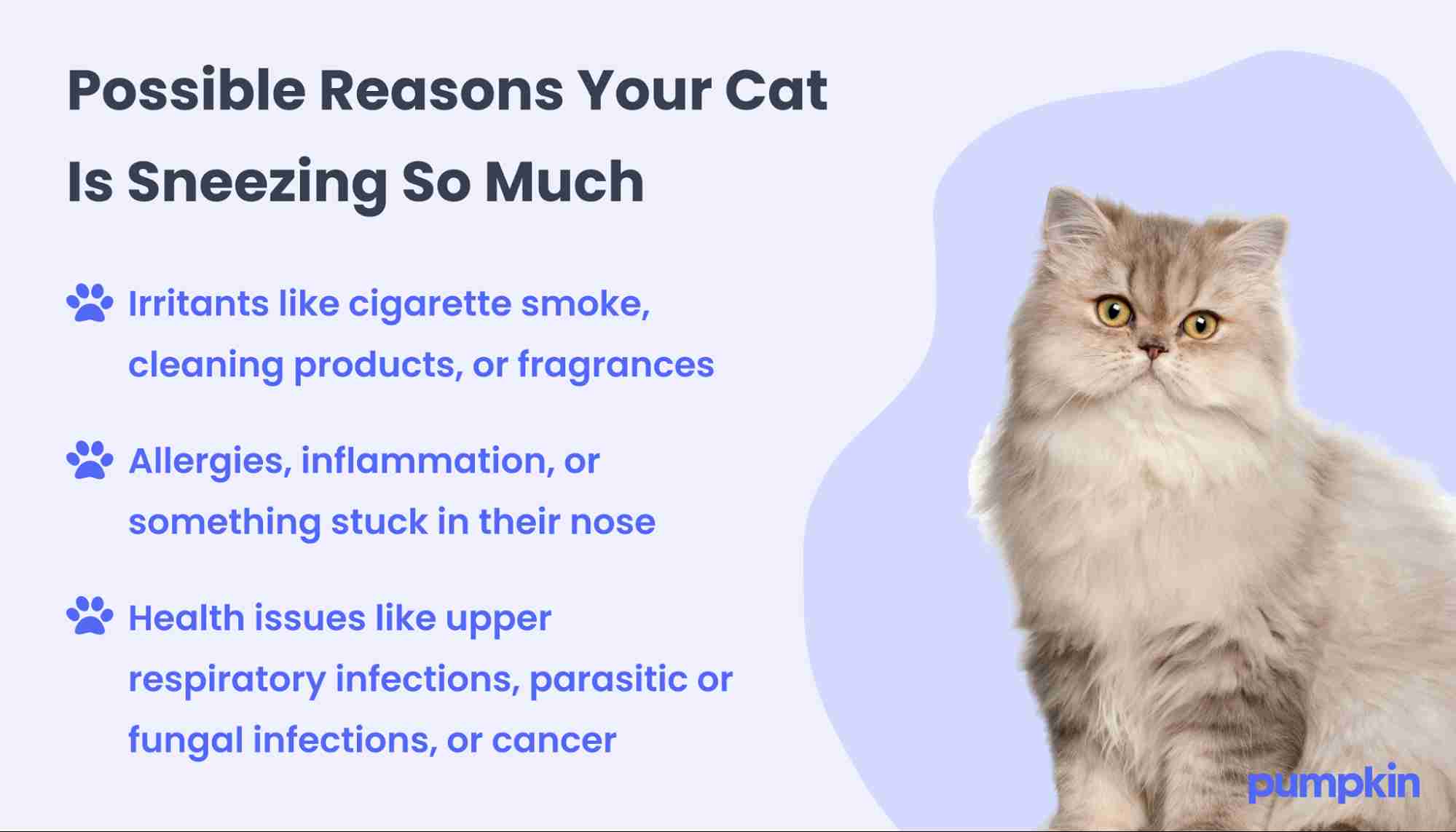 Infographic with reasons a cat sneezes; title reads 'Possible reasons your cat is sneezing so much'