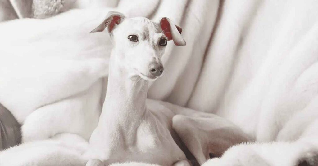 Italian Greyhound laying on the couch