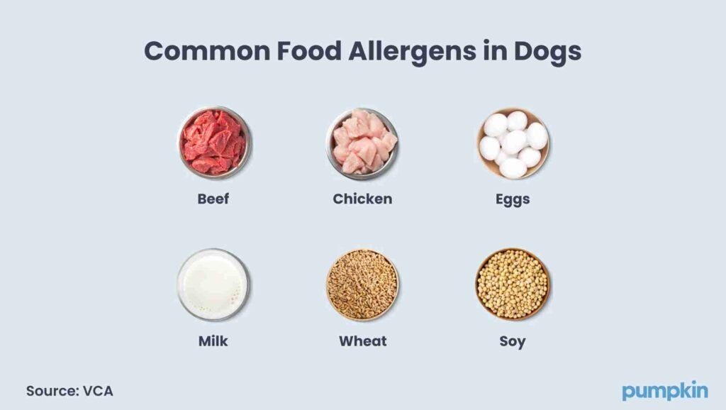 infographic of the most common food allergens in dogs with photo inserts of beef, chicken, eggs soy, milk, and wheat