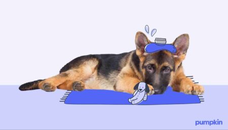 sick german shepherd lying down with illustrated hot water bottle