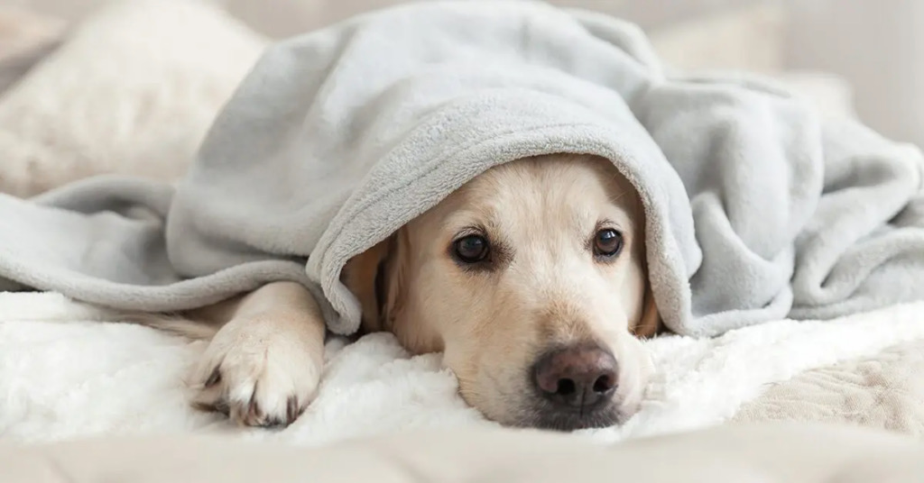 golden lab laying on and under blankets