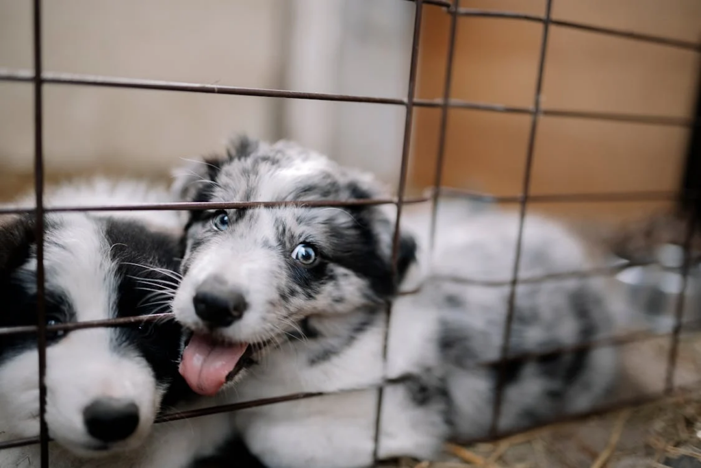 Puppies in a wire crate