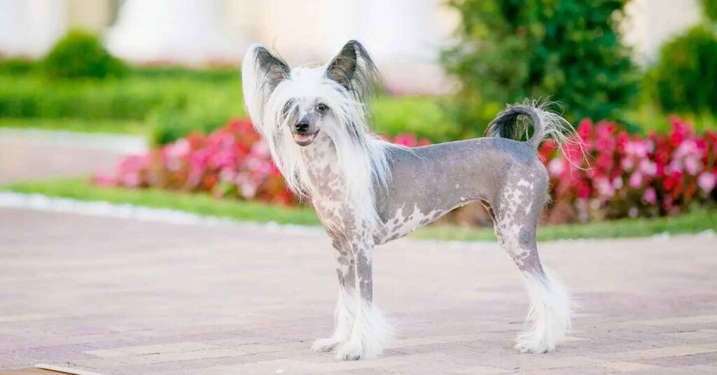 Chinese Crested standing in a park