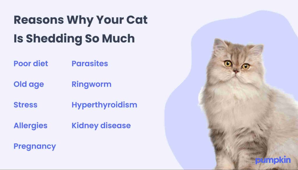 Infographic of causes of increased shedding in cats