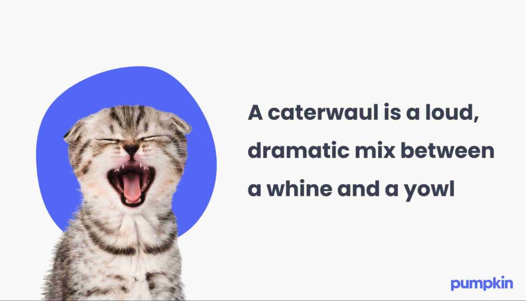 cat yowling with the text: “A caterwaul is a loud, dramatic mix between a whine and a yowl”