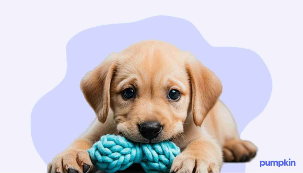 Puppy chewing on a chew toy