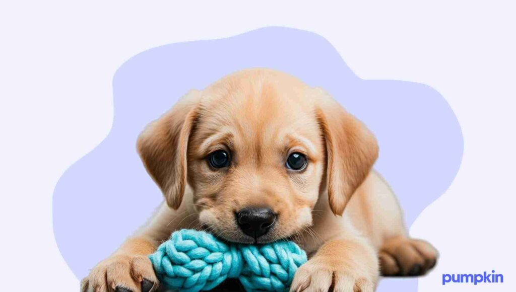 Puppy chewing on a chew toy