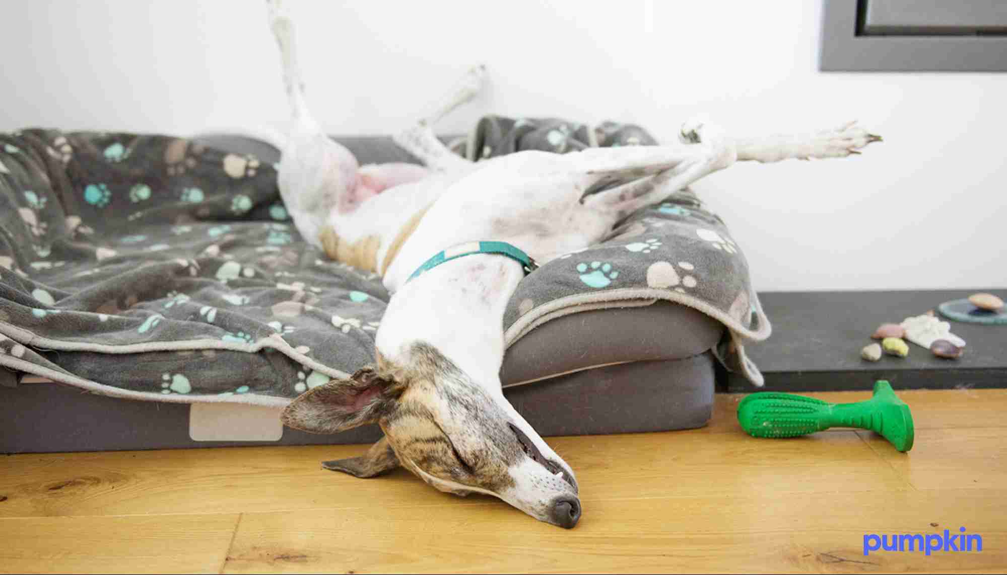 Dog sleeping upside down on a dog bed