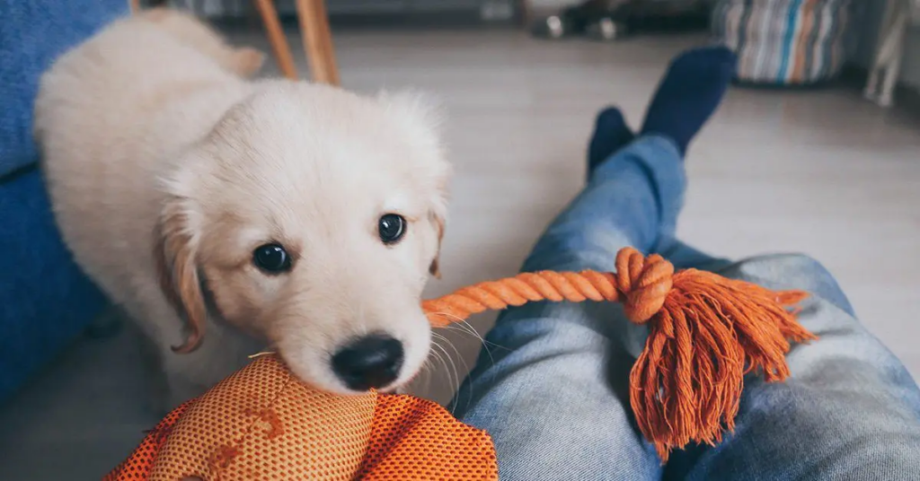 Puppy playing with a toy