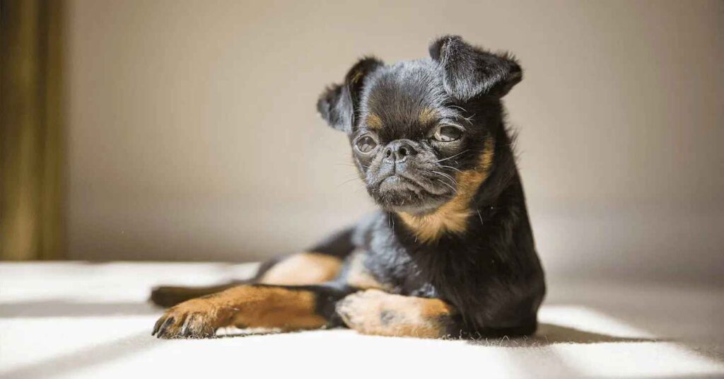 Brussels Griffon laying on the floor