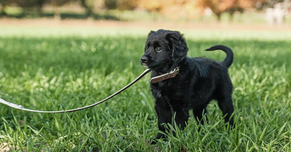 Puppy outside on a leash