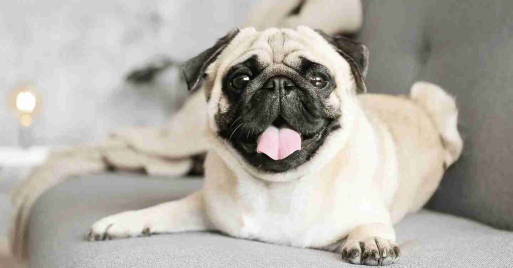 Pug laying on the couch with tongue out