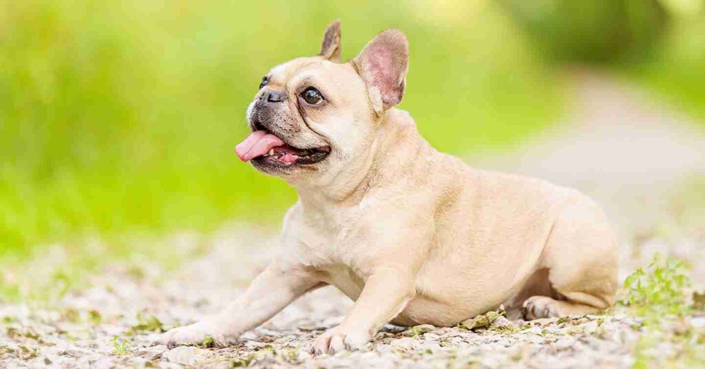 French Bulldog laying on the gravel