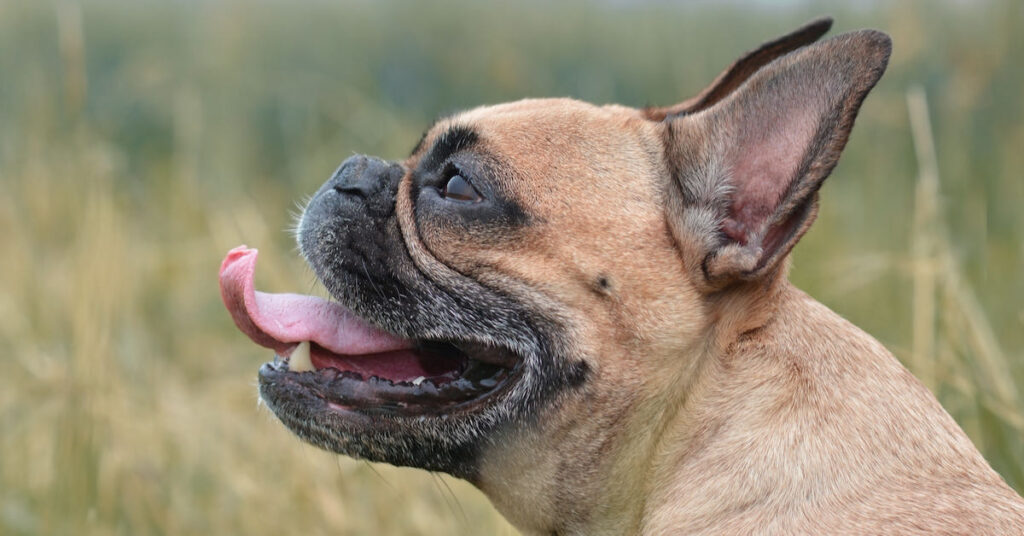 side view of a brown french bulldog showing its brachycephalic facial features