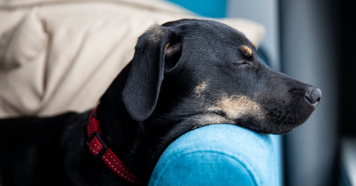 a black dog sleeping on a couch