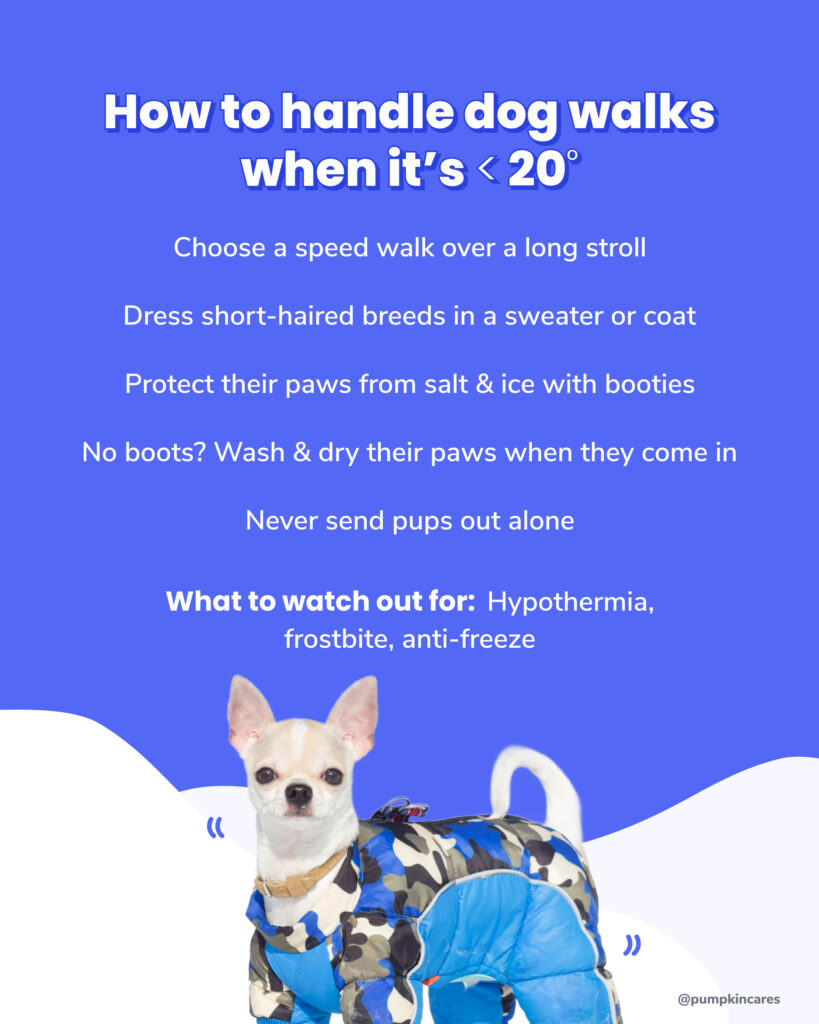 infographic titled 'How to handle dog walks when it's under 20 degrees'